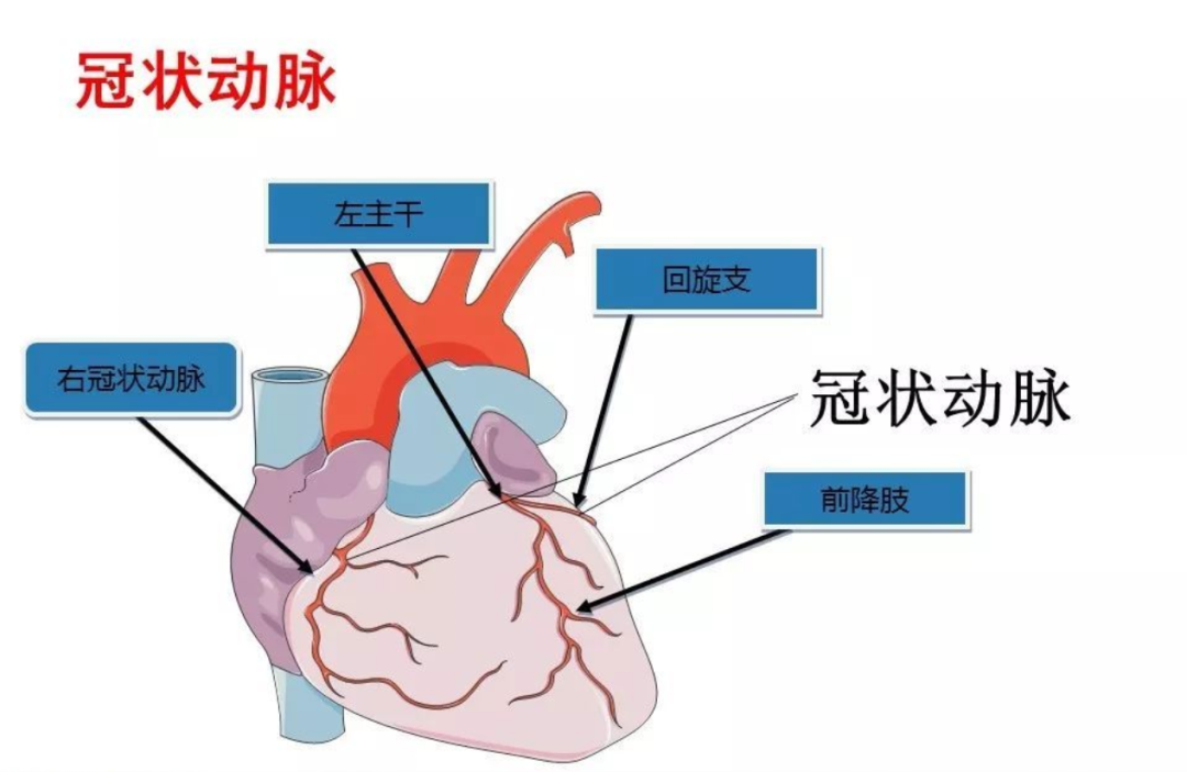 心臟血管會“抽筋”？認識一下冠脈痙攣！